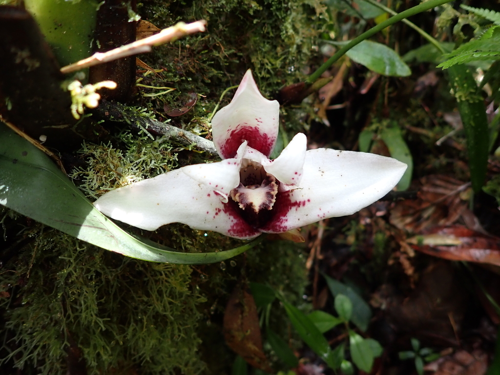 Maxillaria sanderiana
