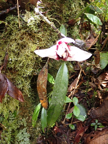 Maxillaria sanderiana, photograph 1