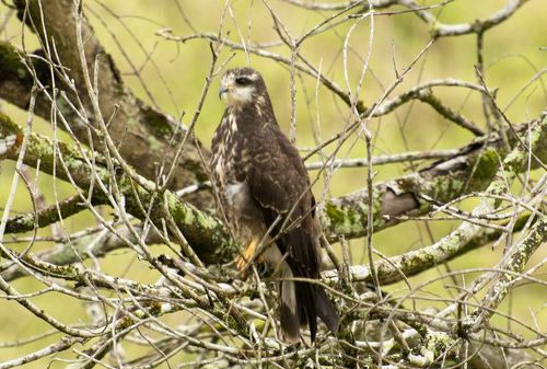 Rostrhamus sociabilis sociabilis