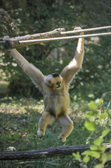 Southern White-Cheeked Gibbon photo 4