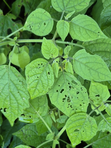 Physalis pubescens iNat (3)