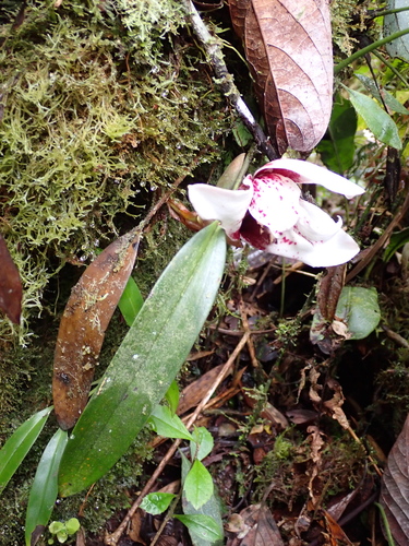 Maxillaria sanderiana, photograph 2
