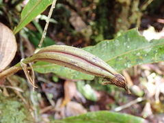 Maxillaria sanderiana, photograph (c) Laura Gaudette, some rights reserved (CC BY)