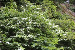 Actinidia polygama