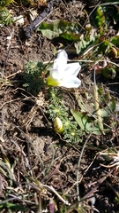Oxalis laciniata