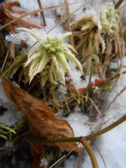 Sphagnum magellanicum