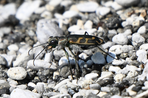Short-legged Tiger Beetle photo 2