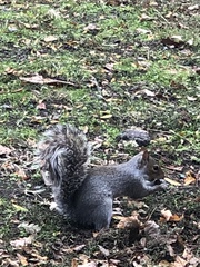 Sciurus carolinensis