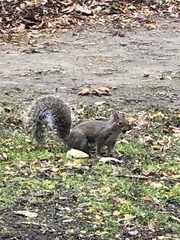 Sciurus carolinensis