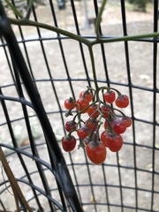 Solanum dulcamara
