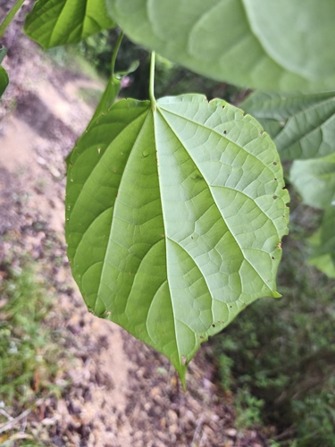 Hampea trilobata, photograph 5