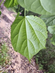 Hampea trilobata, photograph (c) Miguel Sho, some rights reserved (CC BY)