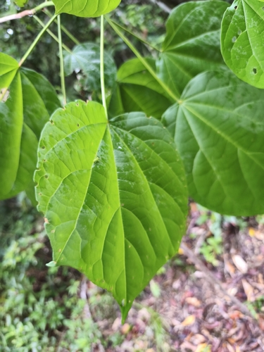 Hampea trilobata, photograph 6