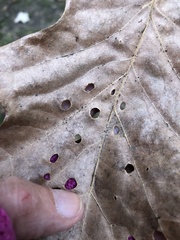 Japanagromyza viridula