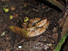 Bothrocophias hyoprora