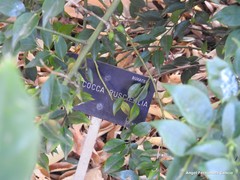 Sarcococca ruscifolia