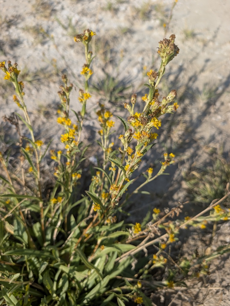 Pyrrocoma virgata