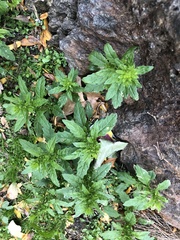 Dysphania ambrosioides