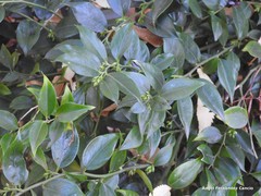 Sarcococca ruscifolia