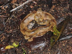 Bothrocophias hyoprora