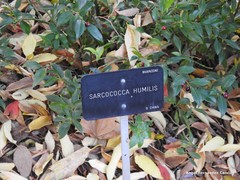 Sarcococca hookeriana digyna