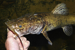 Flathead Catfish photo 2