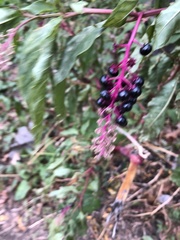 Phytolacca americana