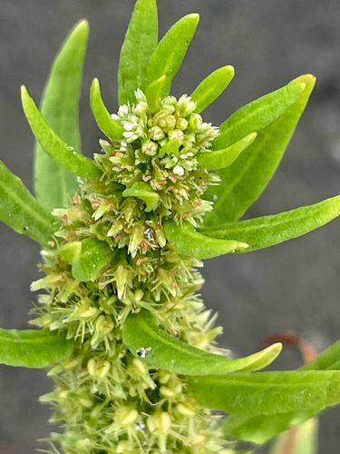 Golden Dock (Rumex maritimus)