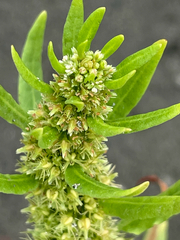 Golden Dock (Rumex maritimus)