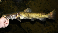 Flathead Catfish photo 3