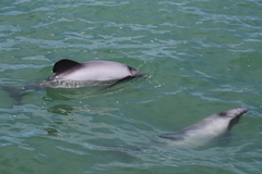 Cephalorhynchus hectori