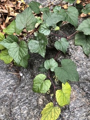 Ampelopsis glandulosa