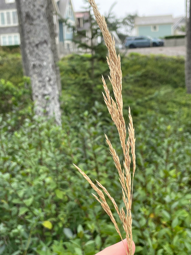Calamagrostis nutkaensis, photograph 6