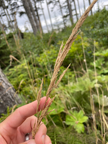Calamagrostis nutkaensis, photograph 5