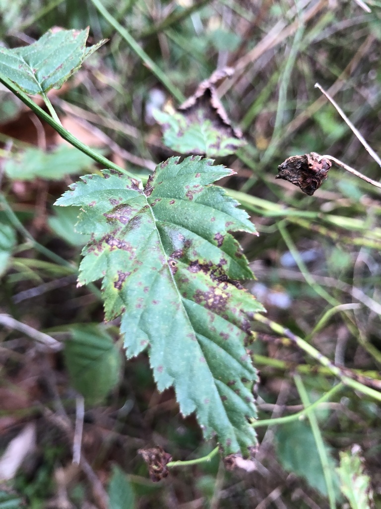 Blumeriella kerriae