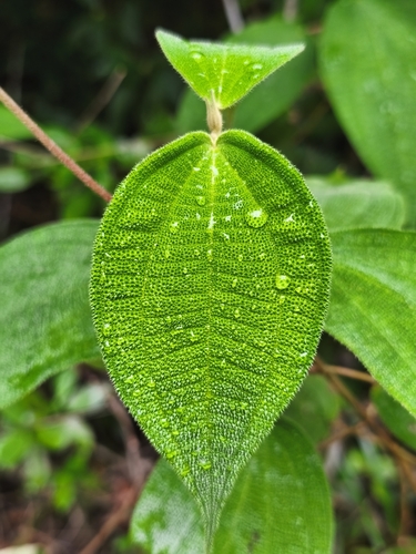 Thicket Hogwood (Miconia strigillosa)