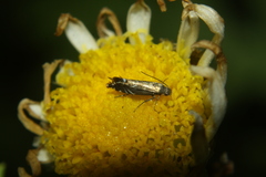 Glyphipterix simpliciella