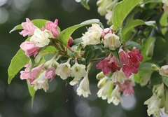 Weigela decora