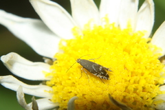 Glyphipterix simpliciella