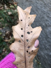 Japanagromyza viridula