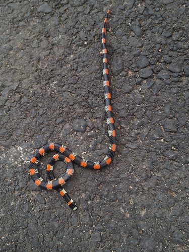 Black-banded Snake
