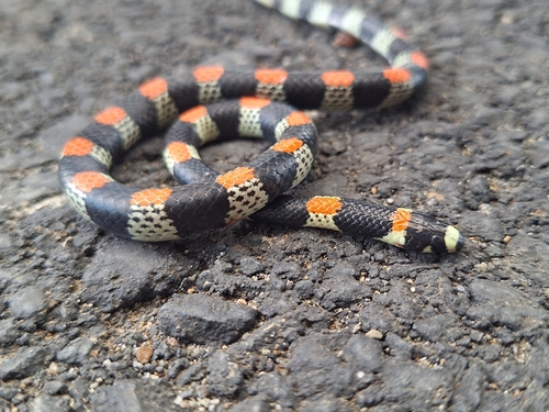 Black-banded Snake