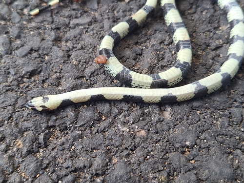 Black-banded Snake