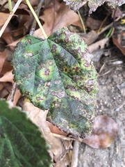 Cercospora moricola