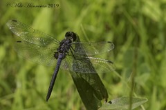 Celithemis verna