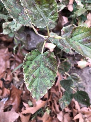 Cercospora moricola