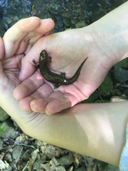 Desmognathus welteri