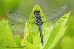 Celithemis verna
