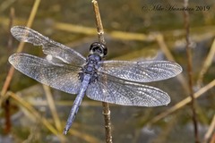 Celithemis verna