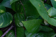 Cladoxerus